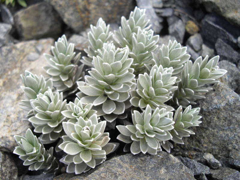 Leucogenes leontopodium photo